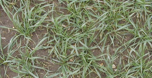 Green Area Index (GAI) 0.9 in wheat at growth stage 26